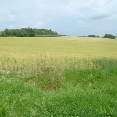Image 26