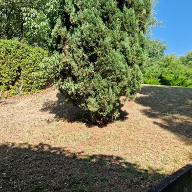 Image 20
