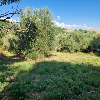 Image 11