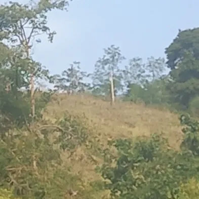 Image 13